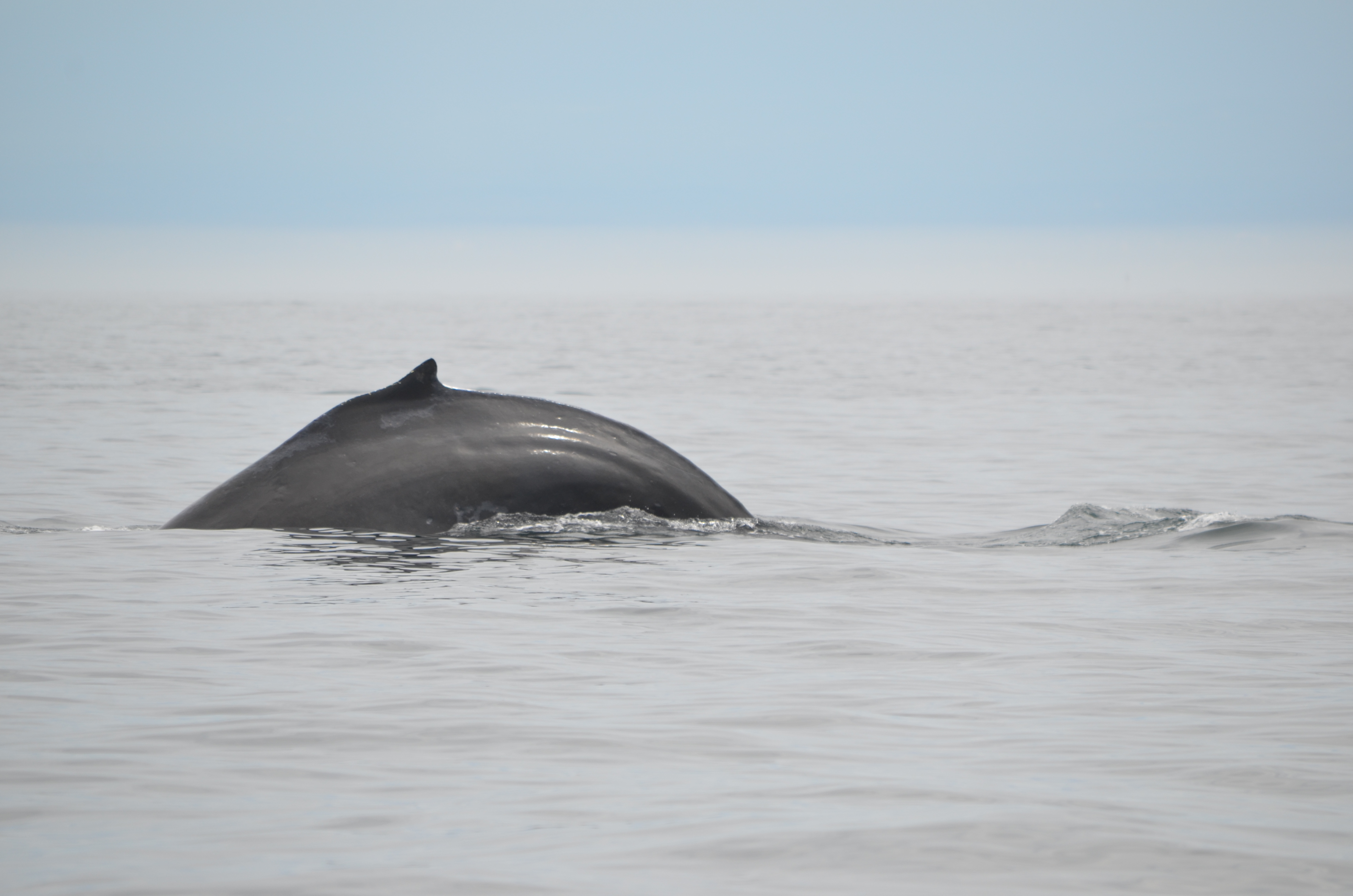 photos/wildlife/Mammal_Species/Humpback Whale/DSC_0144.JPG